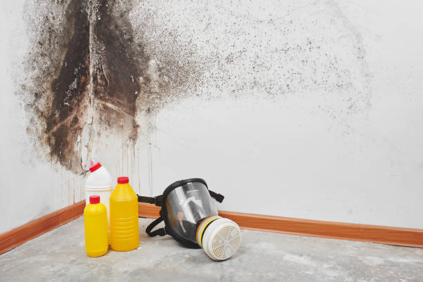 Best Health and Safety Mold Remediation in Luckey, OH