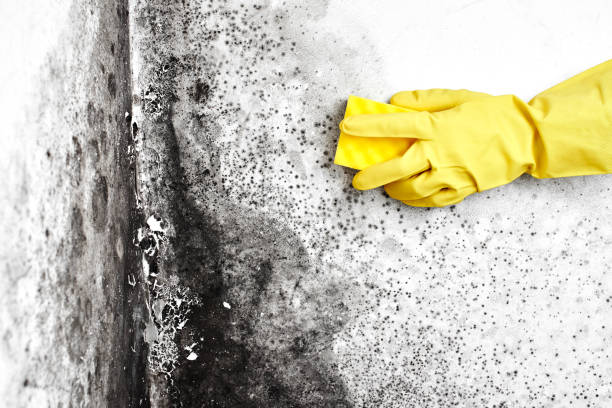 Best Post-Flood Mold Remediation in Luckey, OH