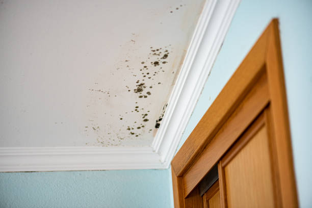 Best Black Mold Remediation in Luckey, OH