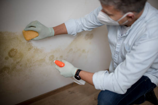 Best Commercial Mold Remediation in Luckey, OH