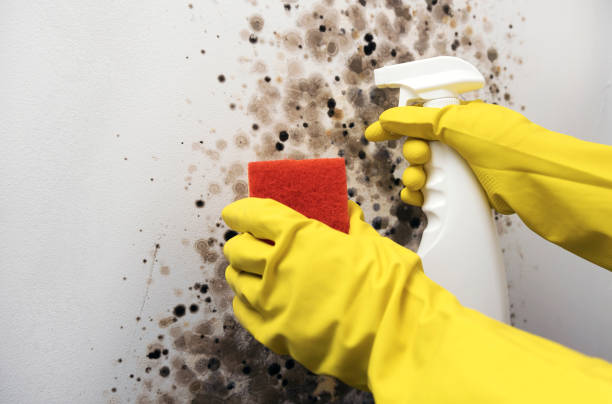 Best Kitchen Mold Remediation in Luckey, OH