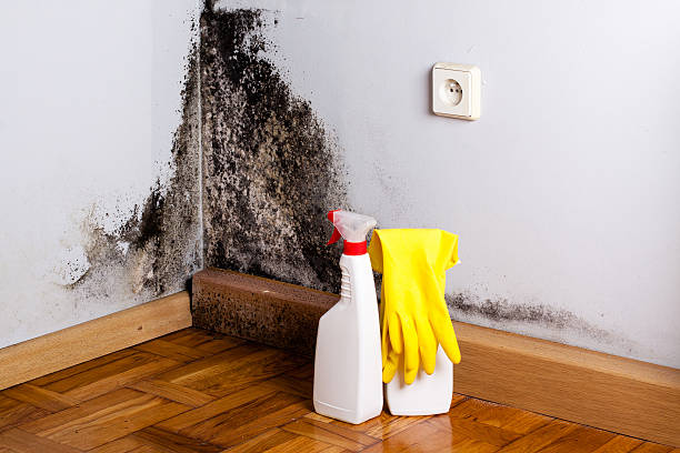 Best Bathroom Mold Remediation in Luckey, OH