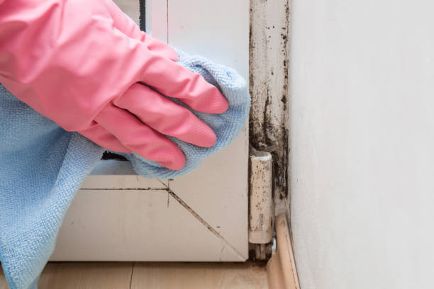 Best Basement Mold Remediation in Luckey, OH