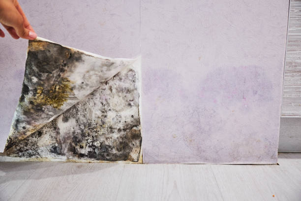 Best Localized Mold Remediation (e.g., coastal areas, humid climates) in Luckey, OH
